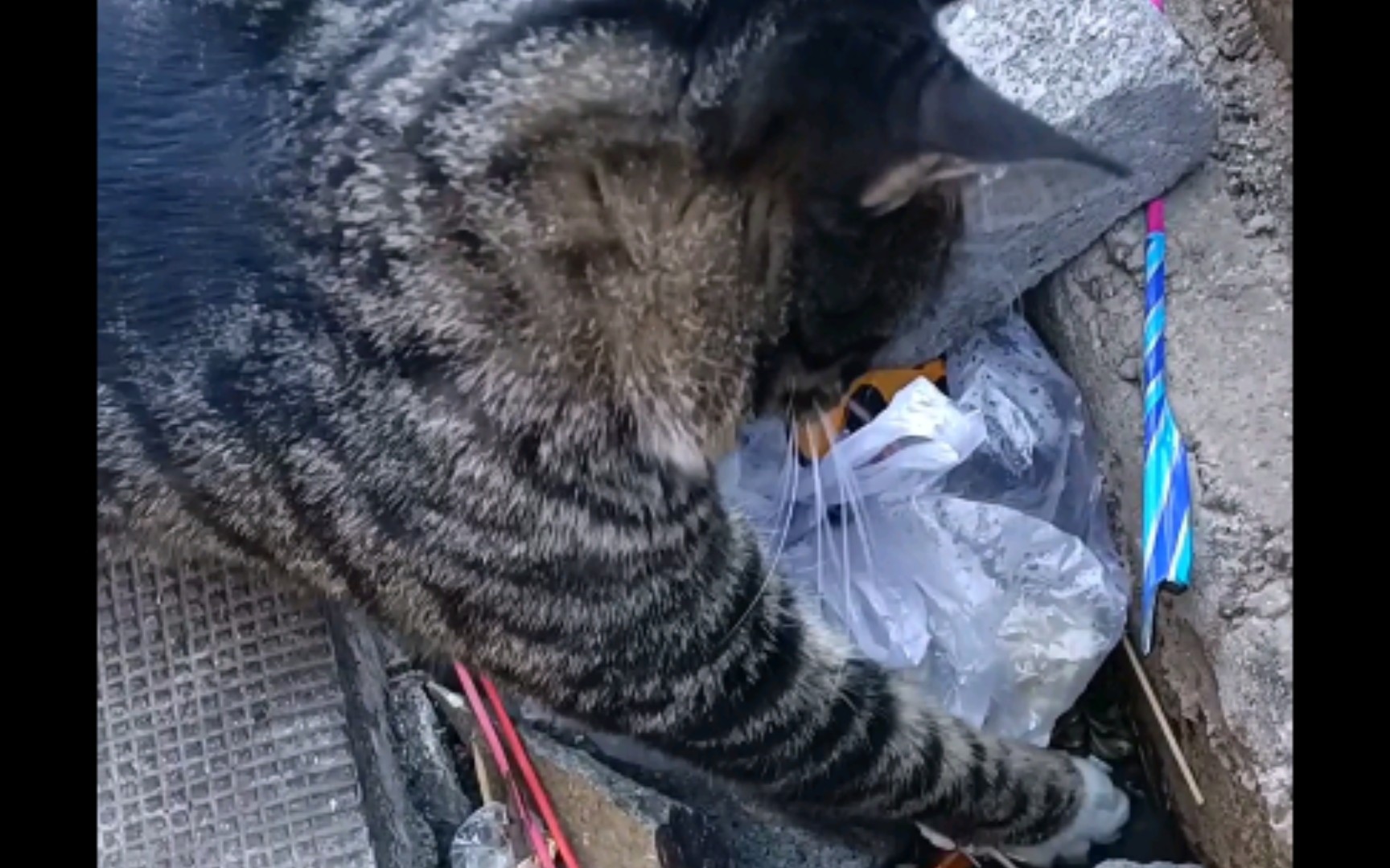 指导路边的油光水滑狸花猫猫抓小老鼠,朴实无华的视频哔哩哔哩bilibili