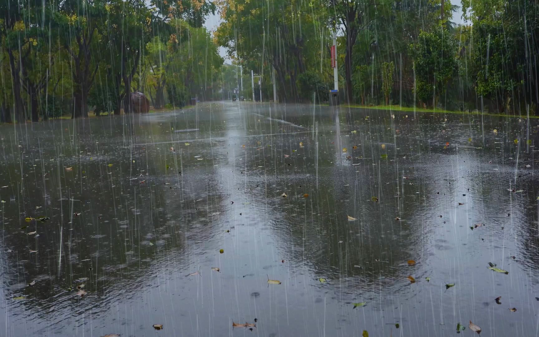 【白噪音,雨声】武汉东湖公园里的秋雨,舒服的雨声,学习,放松,安眠o(￣┰￣*)ゞ哔哩哔哩bilibili