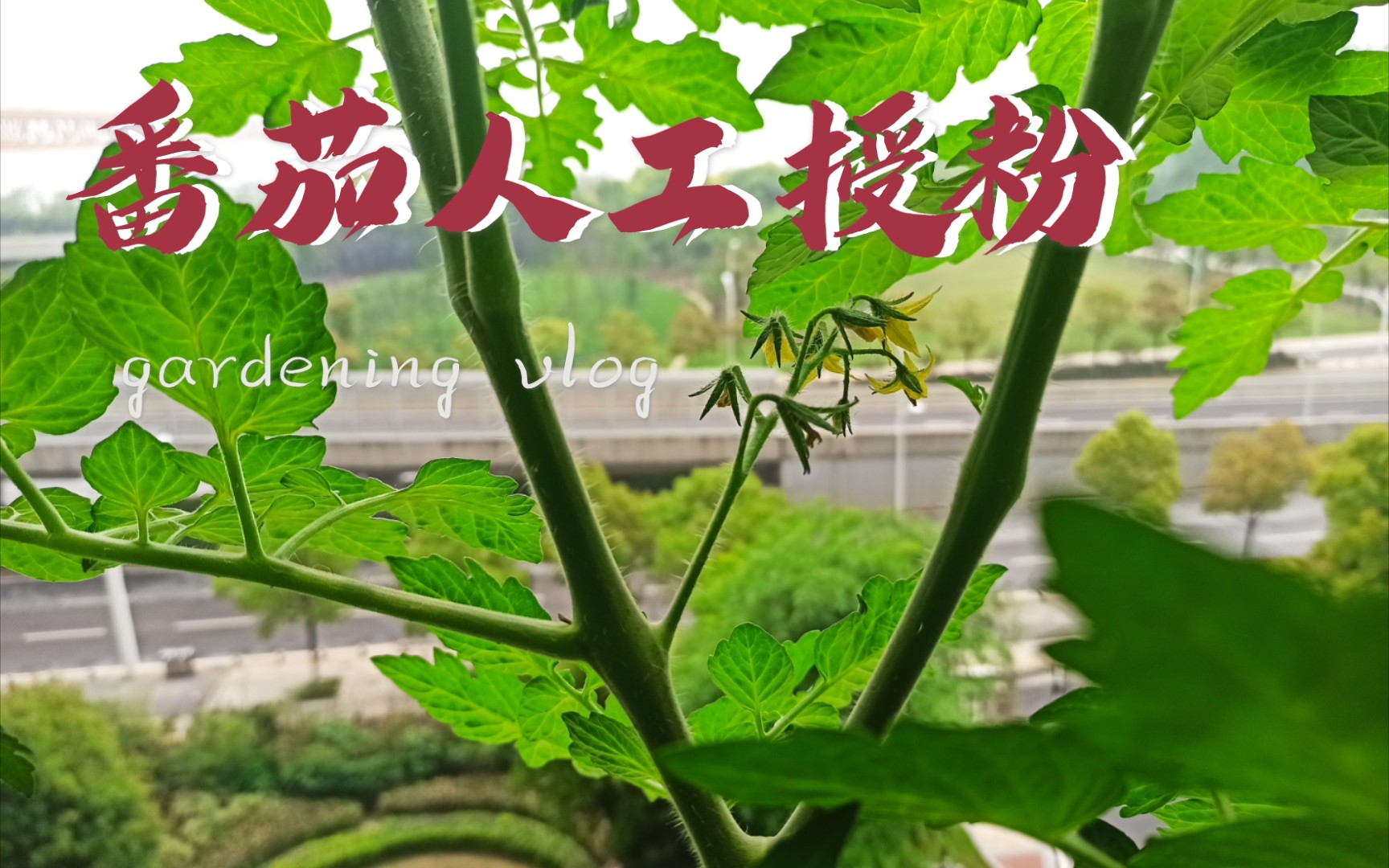 活动作品给番茄人工授粉的vlog