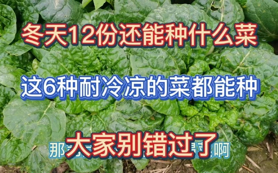 12月还能种什么菜?这6种耐冷凉蔬菜都能种还好吃,大家别错过了哔哩哔哩bilibili