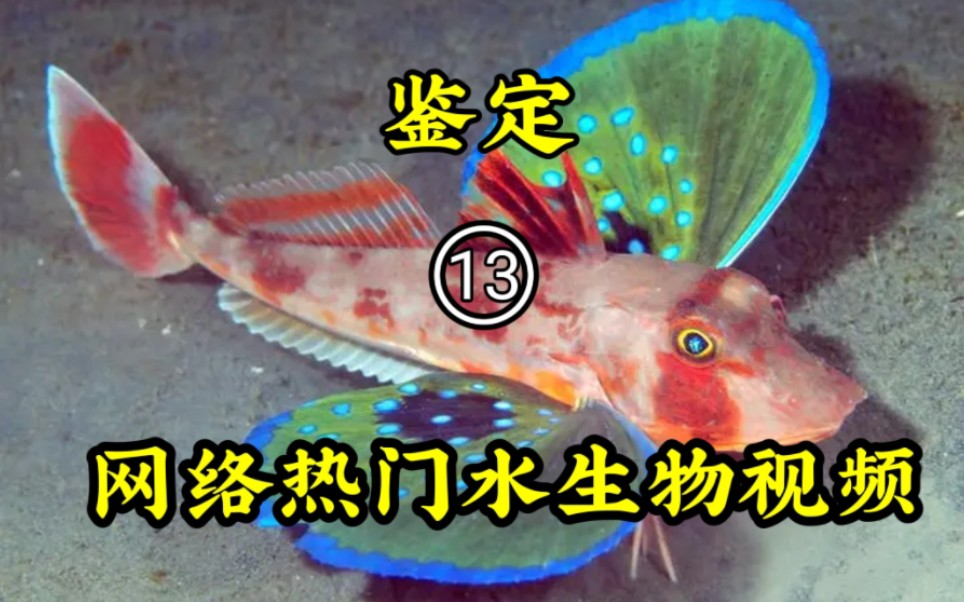 [图]鉴定网络热门水生物视频【13】