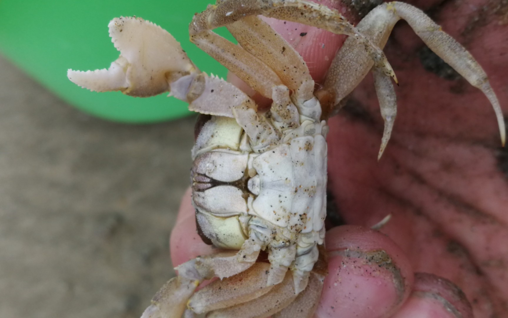 爱赶海的游侠 寻找痕掌沙蟹,却掉进了痕掌沙蟹的魔咒还被夹_哔哩哔哩