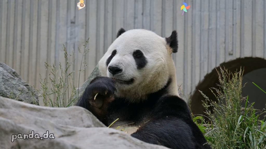 大熊猫雅星生日快乐!超萌现场曝光!哔哩哔哩bilibili