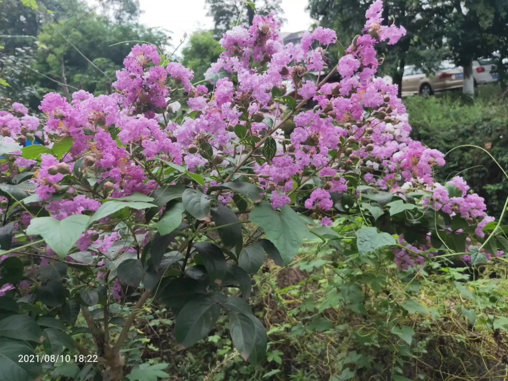 同株双色的紫薇,不常见