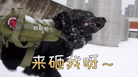 评论 13赞与转发最热最新置顶想要黑皮哼唧声的可以留邮箱,回头统一