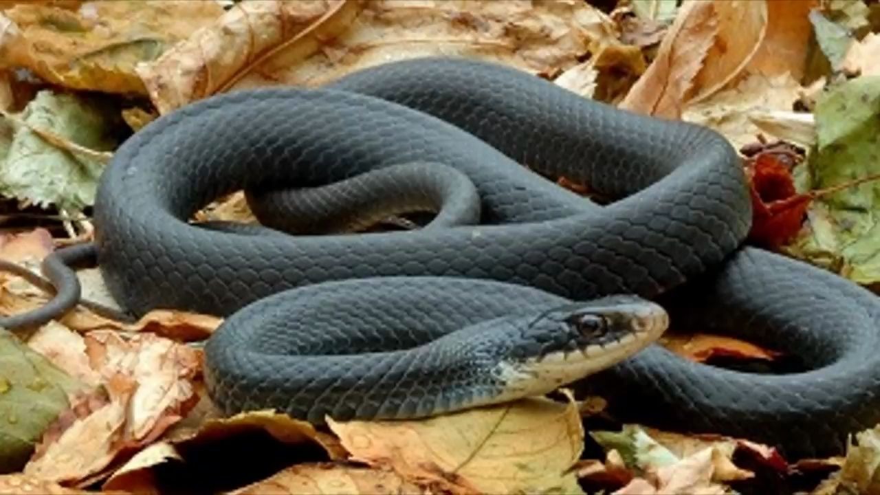 世界最毒的十种蛇三分钟就足以毙命
