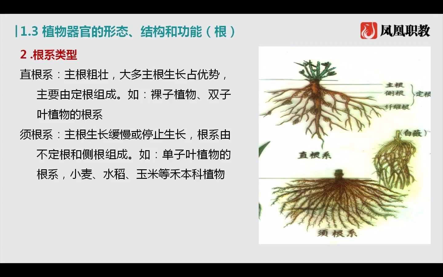 [图]农林类-植物器官的形态、结构与功能