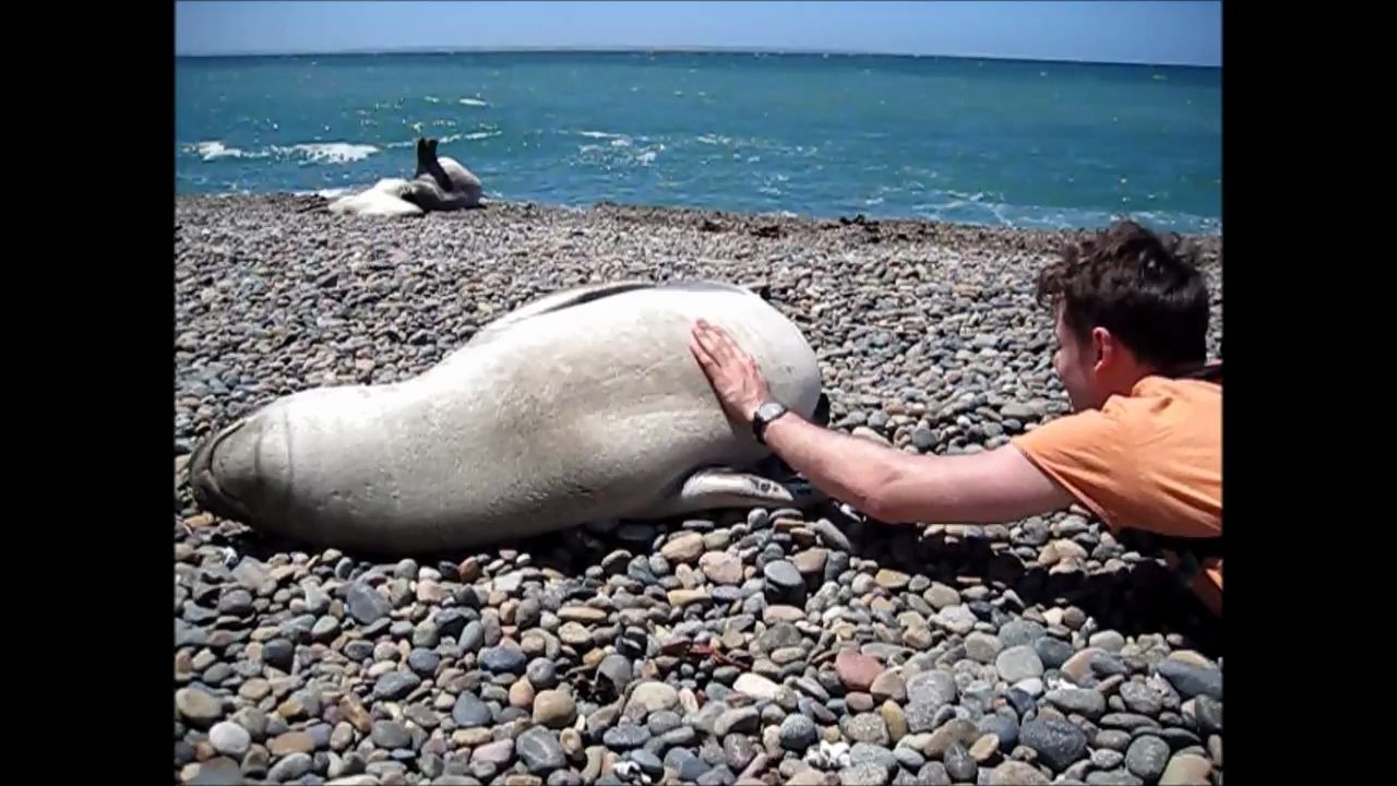 【海豹】偷偷摸昏睡的豹豹 我酸了