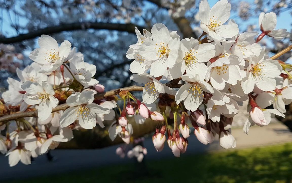 [图]k3085 4K画质唯美白色樱花海棠花梨花盛开鲜花花朵绽放花团锦簇春天生机勃勃学校校园小学诗歌朗诵比赛大屏幕舞台LED背景视频素材