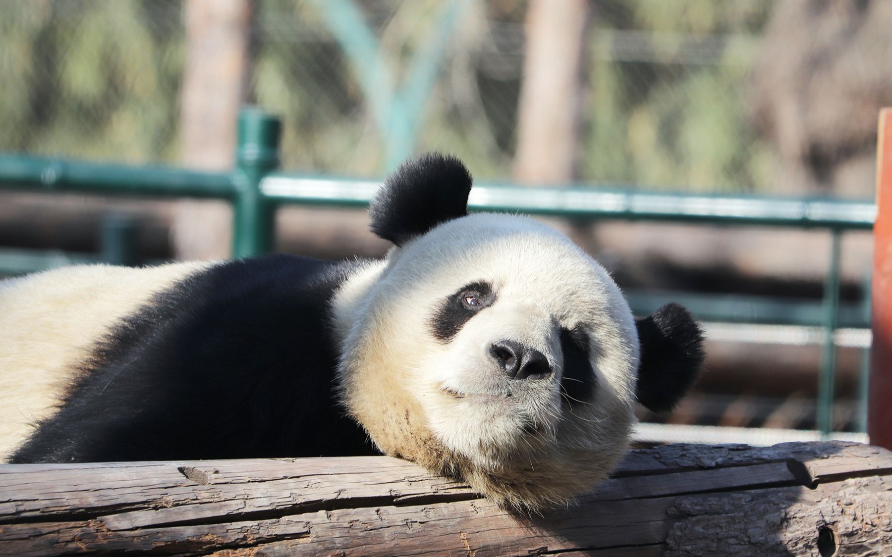 大熊猫萌大 萌哒哒的日常2-睡前准备