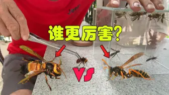 Descargar video: 1只巨型虎头蜂对战20只马蜂！到底谁更厉害？谁都不是好惹的家伙