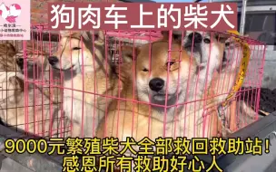 Tải video: 繁殖犬一生有多悲哀，被迫繁殖一生，最后还要被卖上狗肉车！