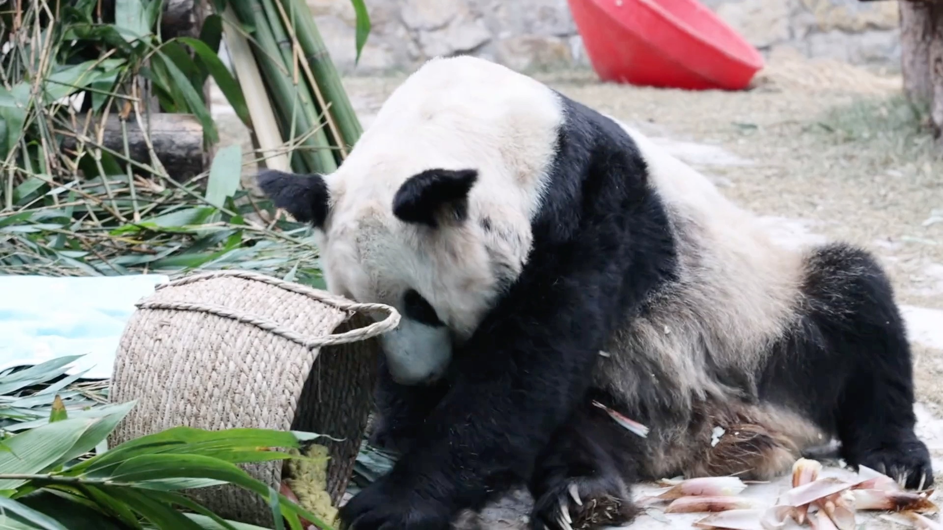 大熊猫丫丫,想你了丫丫