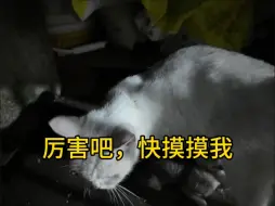 Télécharger la video: 5只猫仔：不是哥们?我饭呢？