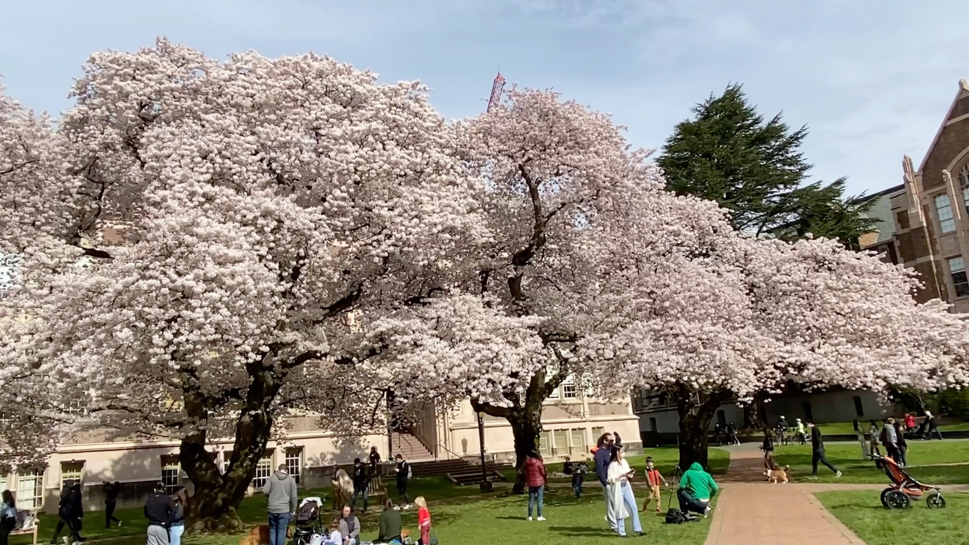 [走遍西雅图]华盛顿大学樱花盛开,美不胜收
