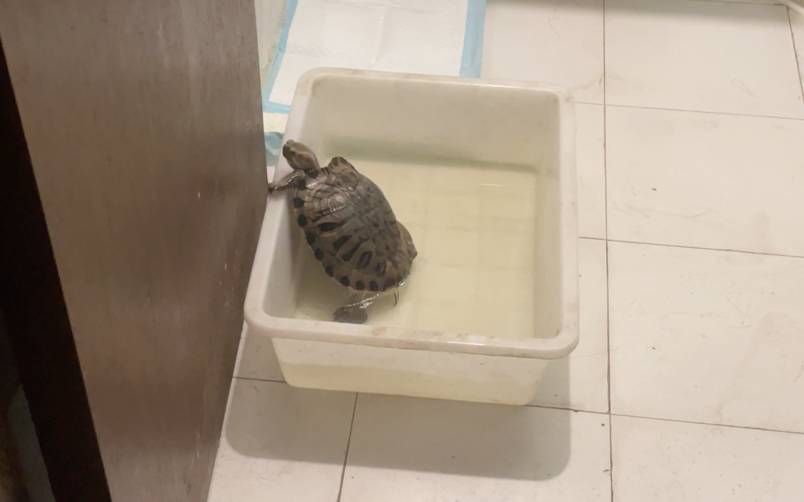 乌龟的快乐是什么?随时随地想逃跑?