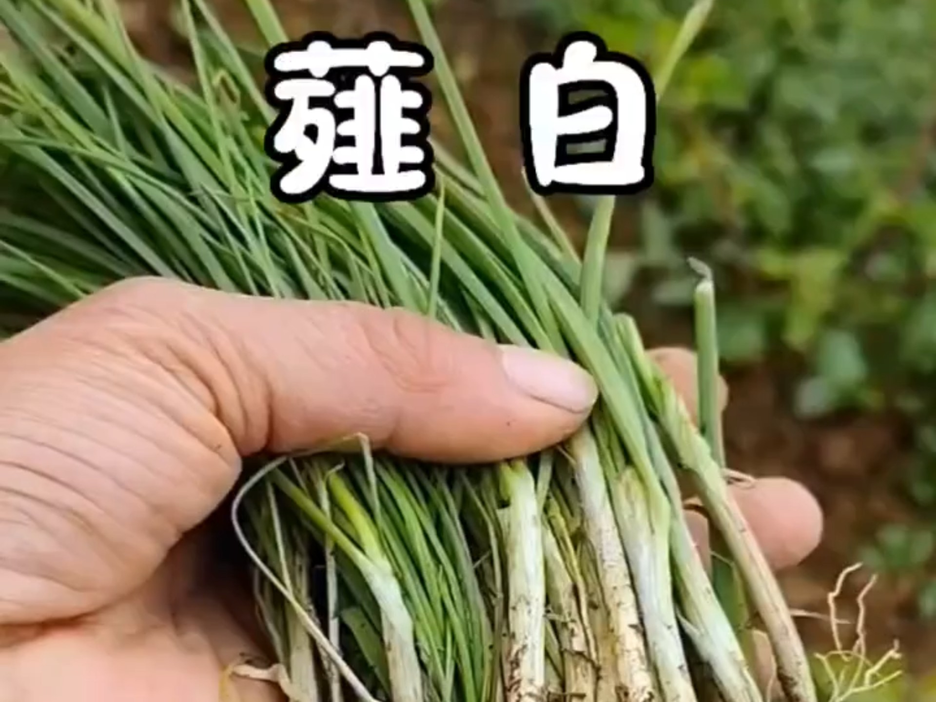 你们知道野外的小野葱叫什么?它可是一味中药