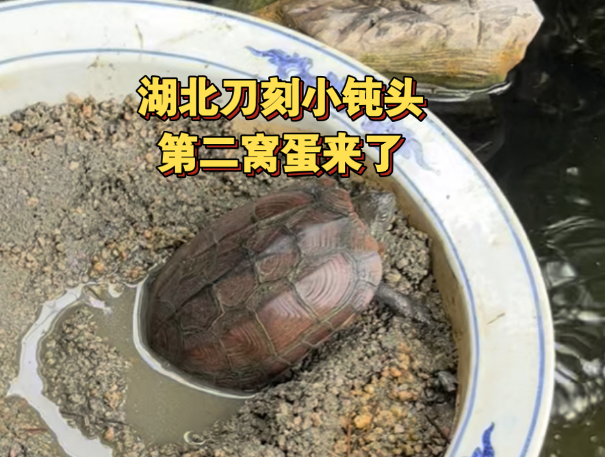 7月15日收获湖北刀刻小钝头第二窝3枚蛋和"老八"第三窝5枚蛋(可惜破了