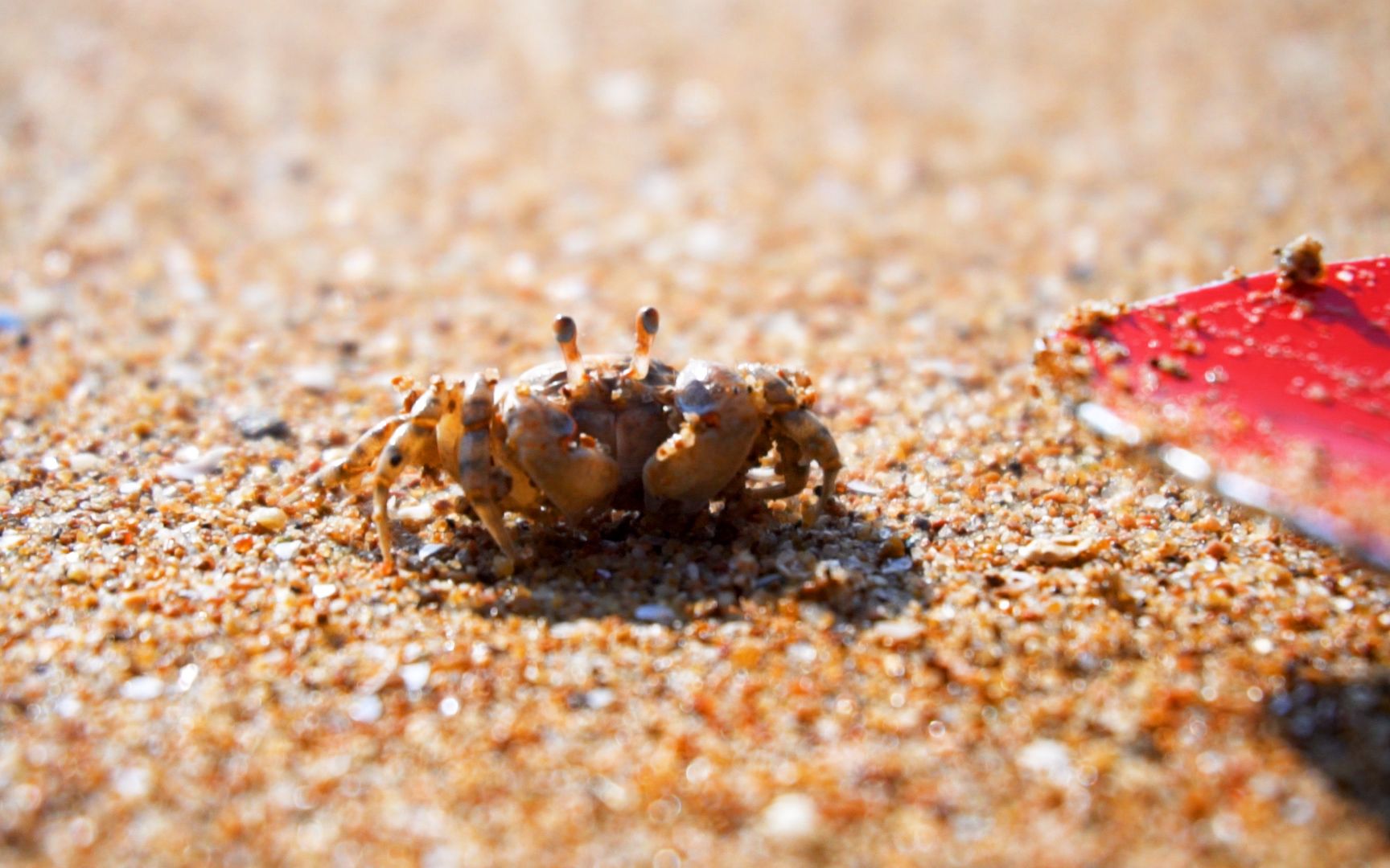小沙蟹:就是你小子把我的家给扒了?