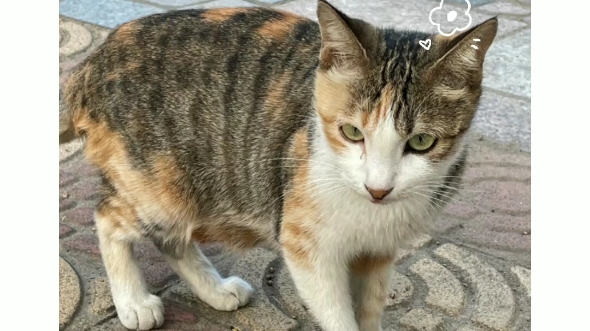 三只猫猫的日常表情