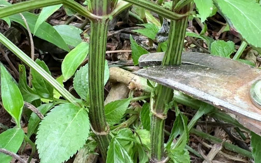 这种植物叫八棱麻,你见过吗?我们农村人常采收它哔哩哔哩bilibili