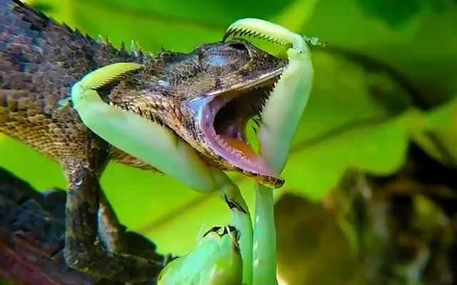 活动作品蜥蜴攻击巨型螳螂结果被反杀并被吃掉完整版