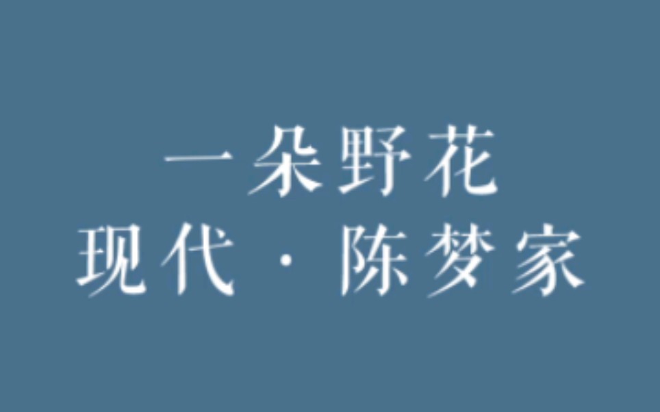 读诗|《一朵野花》陈梦家“一朵野花开了又落了…”哔哩哔哩bilibili