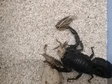 饥饿的北非黑肥尾蝎