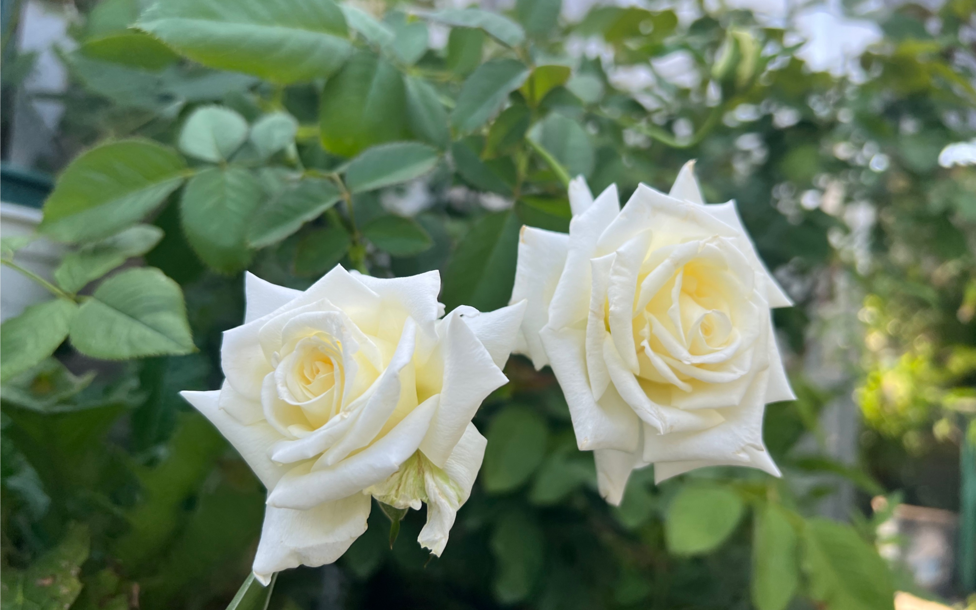 月季保罗二世夏花表现优秀,耐热耐晒,开花也标准,就是小朵些,福建两广