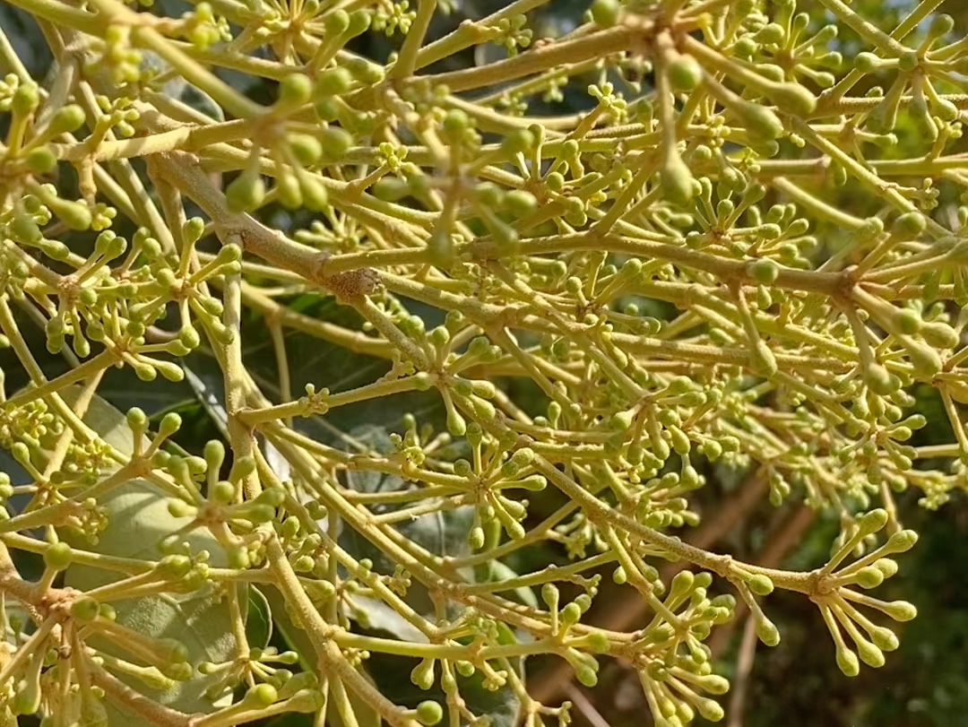 最好的药用蜜源鸭脚木花神奇的冬天大流蜜花
