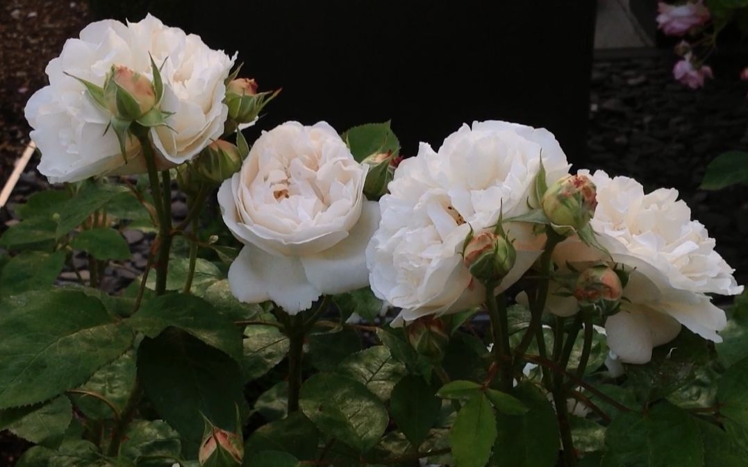 月季品种温彻斯特大教堂rosewinchestercathedral