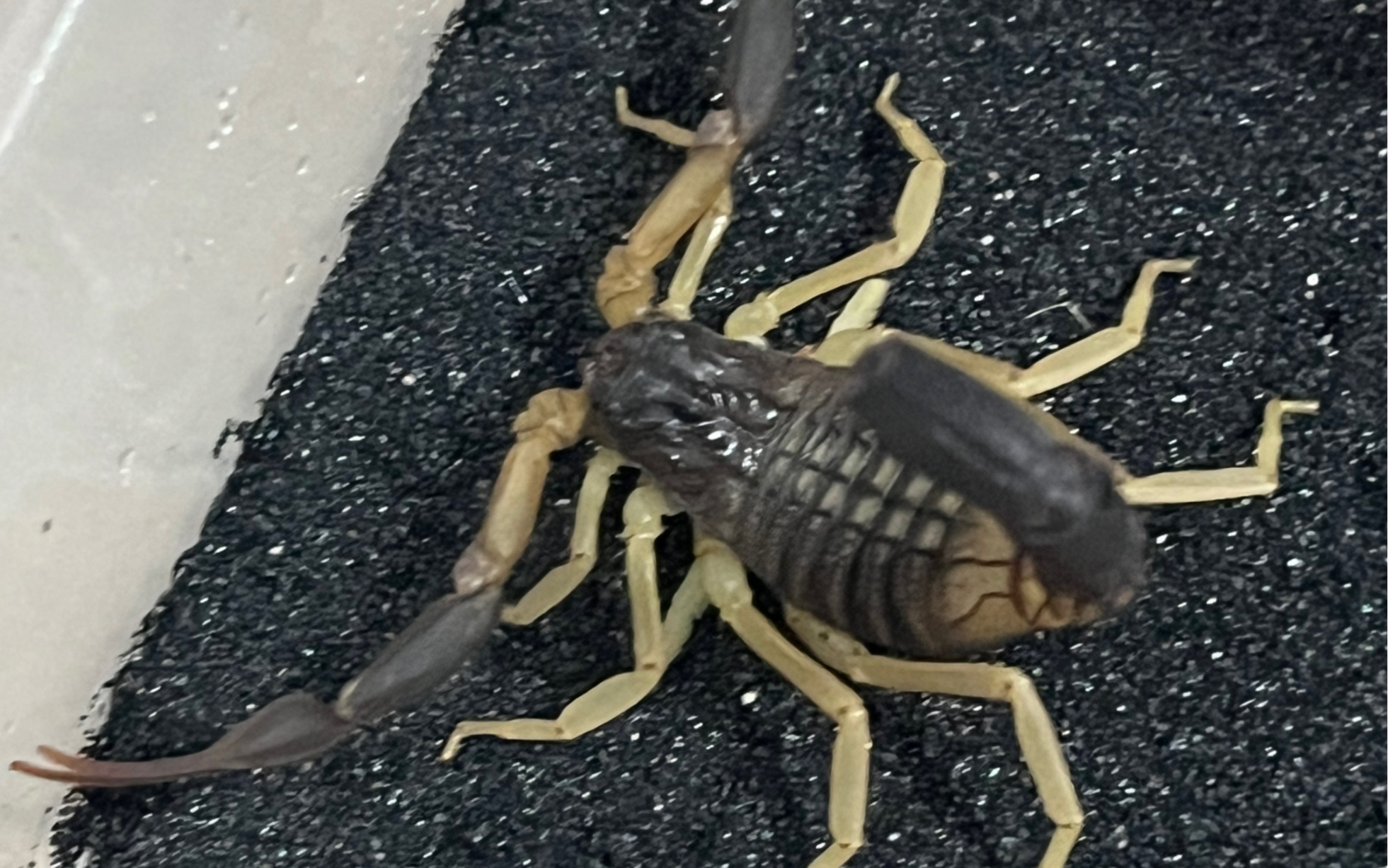 (捕食展示)黑尾鳄背蝎击杀大型食虫虻