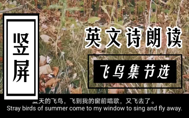 四叶草英语的个人空间 哔哩哔哩移动版