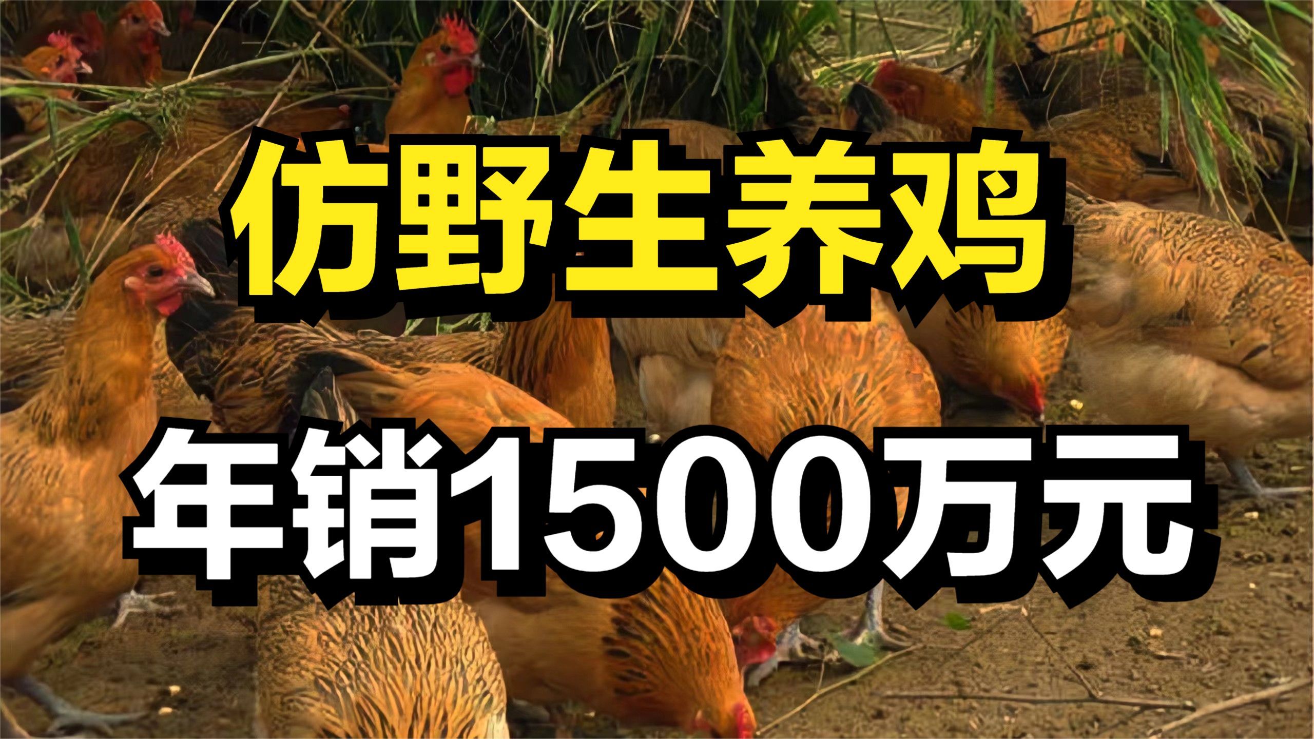 农村小伙仿野生养鸡,一只鸡卖150元,年销售额高达1500多万元哔哩哔哩bilibili