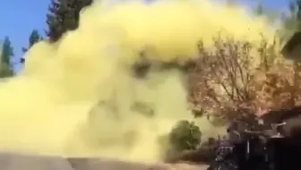 论一颗杉树的花粉量 哔哩哔哩 Bilibili