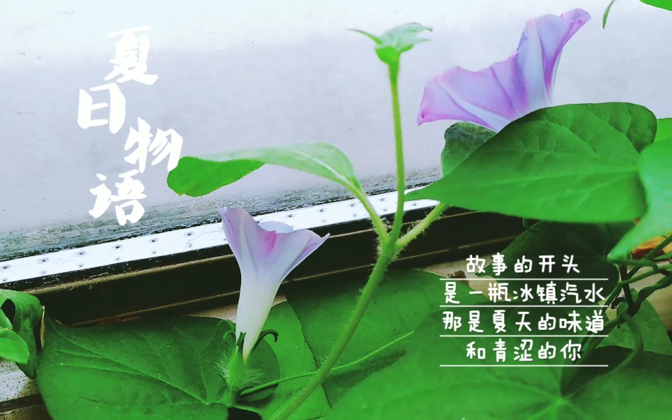 [图]种的牵牛花开花了呀~