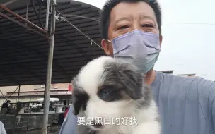 Скачать видео: 台湾朋友淘了金边又要条蓝边，强哥到开封狗市，办得妥妥当当