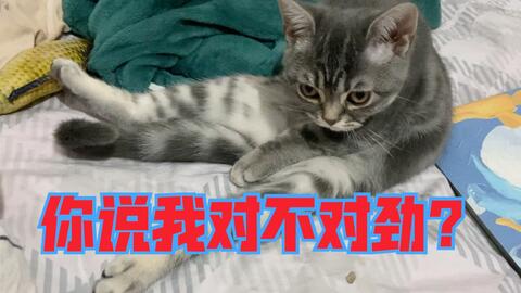 花生 小猫咪花生的一些日常 哔哩哔哩