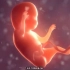 胚胎发育前两周