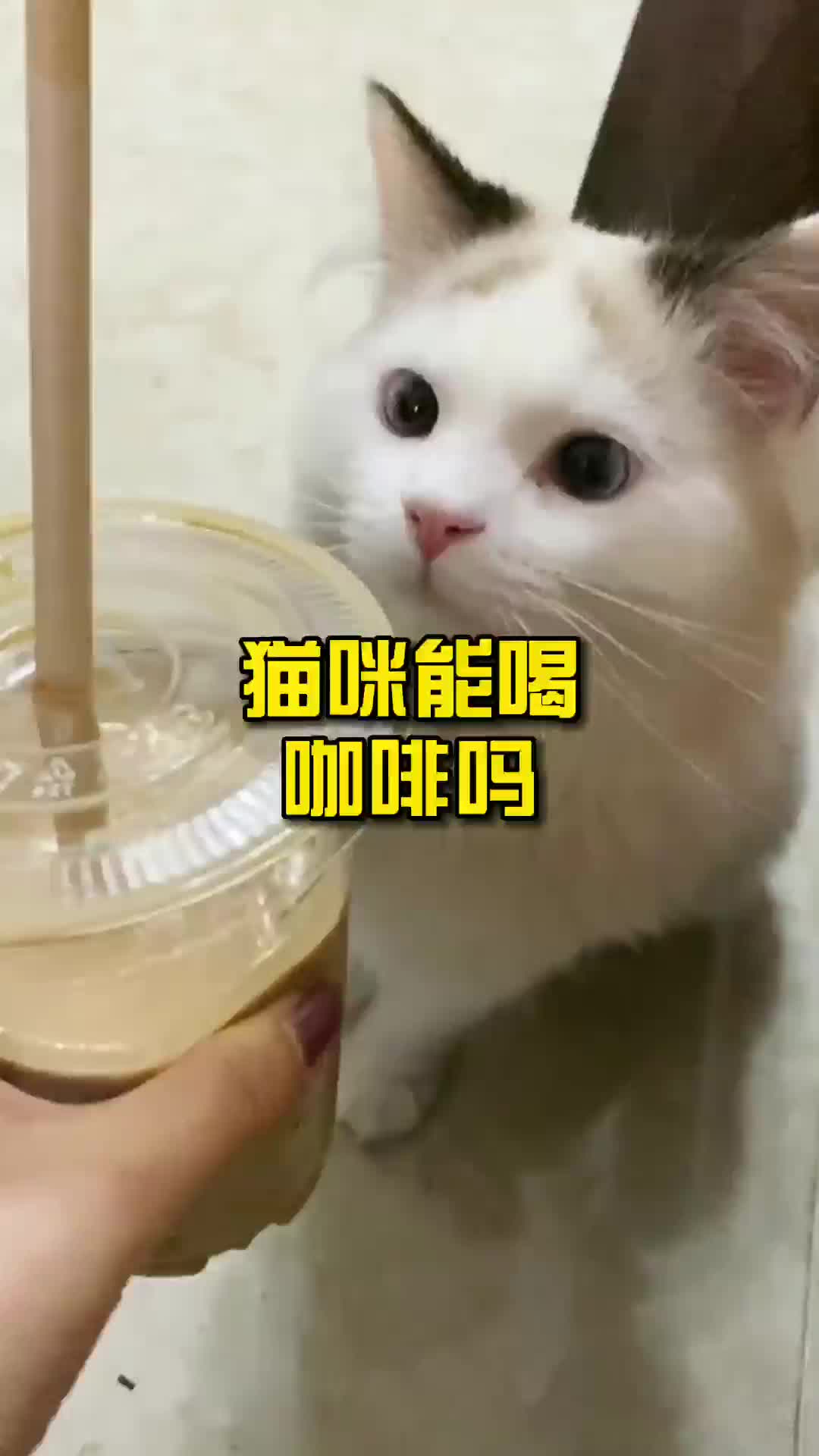 猫咪能喝咖啡吗?哔哩哔哩bilibili