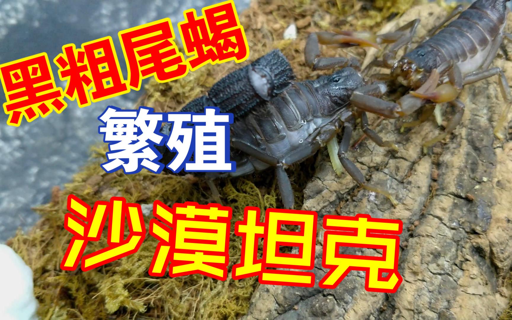 黑粗尾蝎交配,南非黑粗尾蝎繁殖