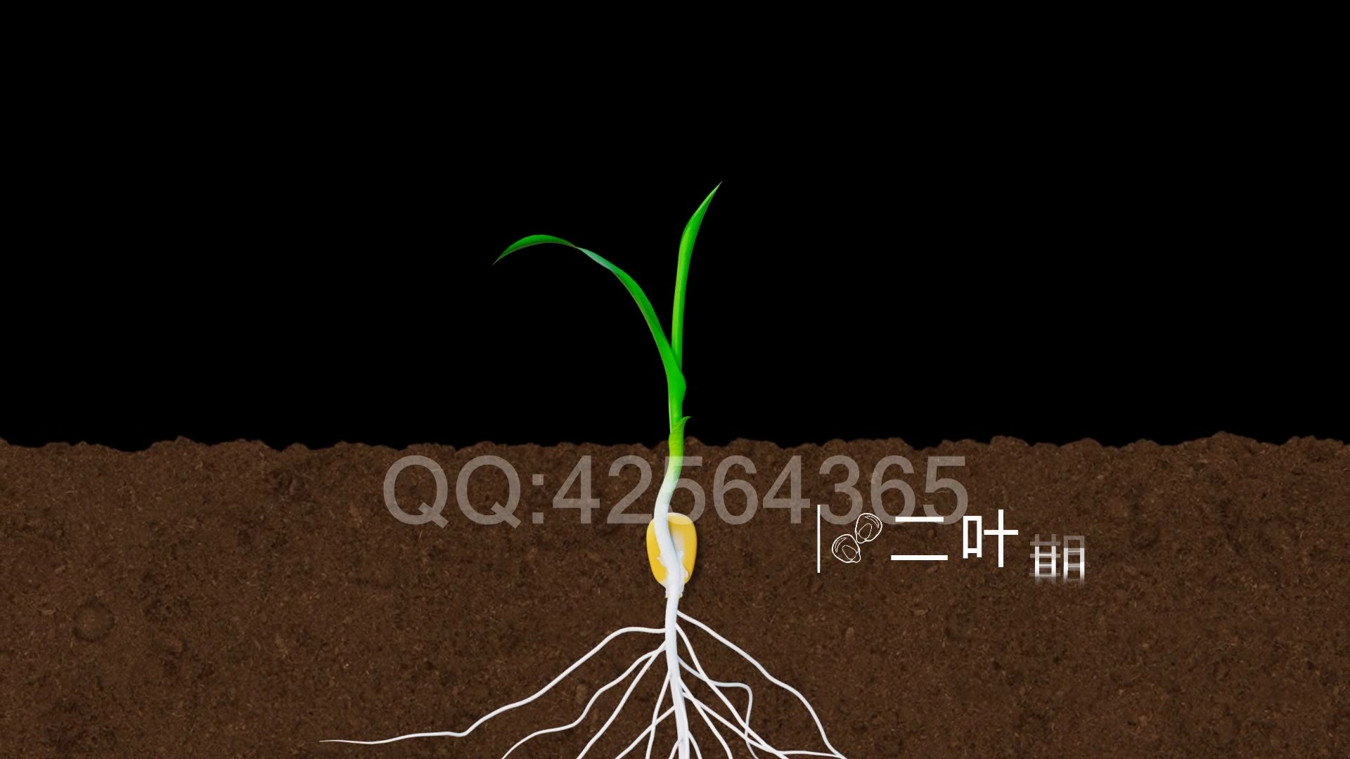 玉米生长动画从发芽到结果一镜到底哔哩哔哩bilibili