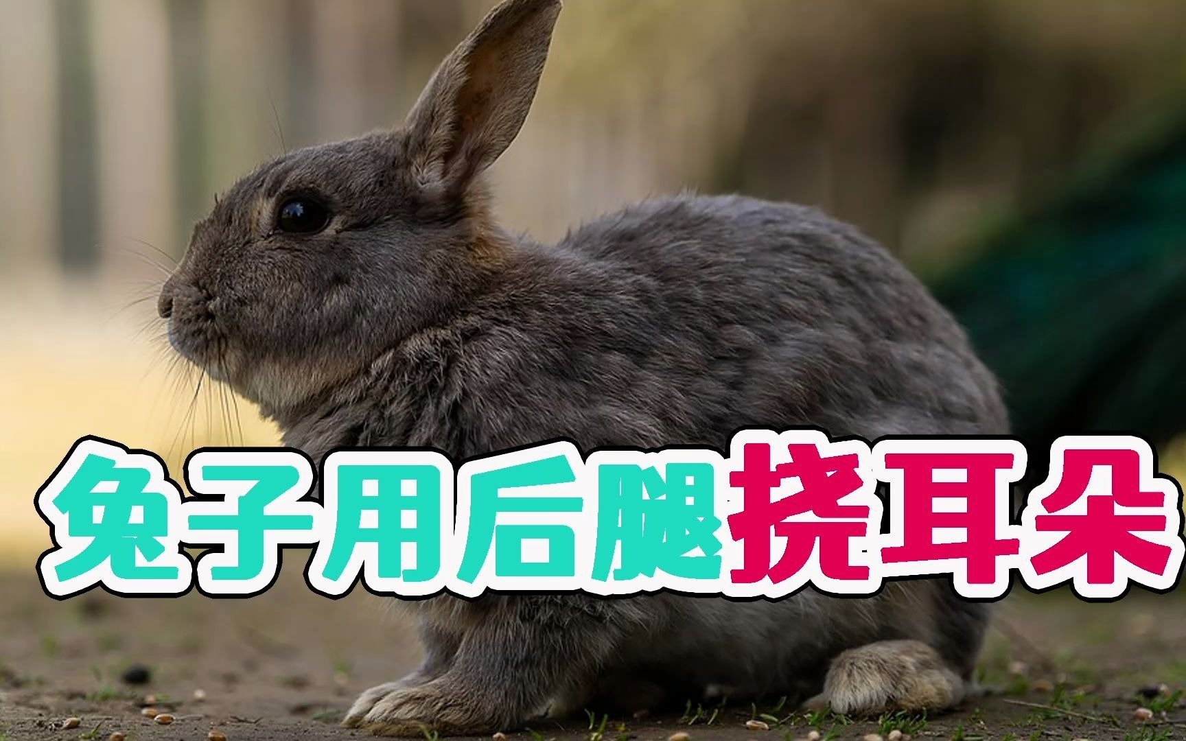 兔子用后腿挠耳朵_哔哩哔哩_bilibili