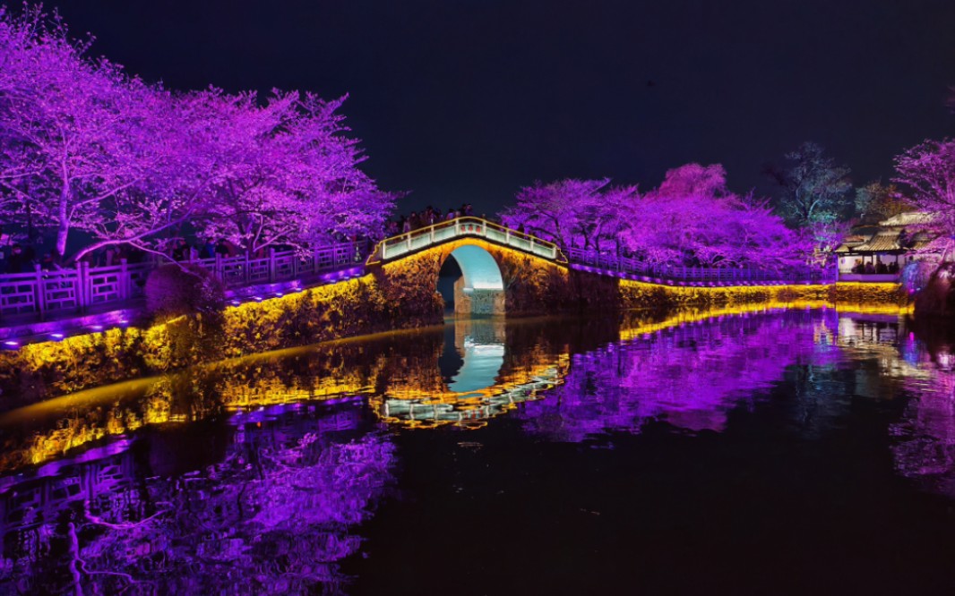 无锡太湖鼋头渚夜樱