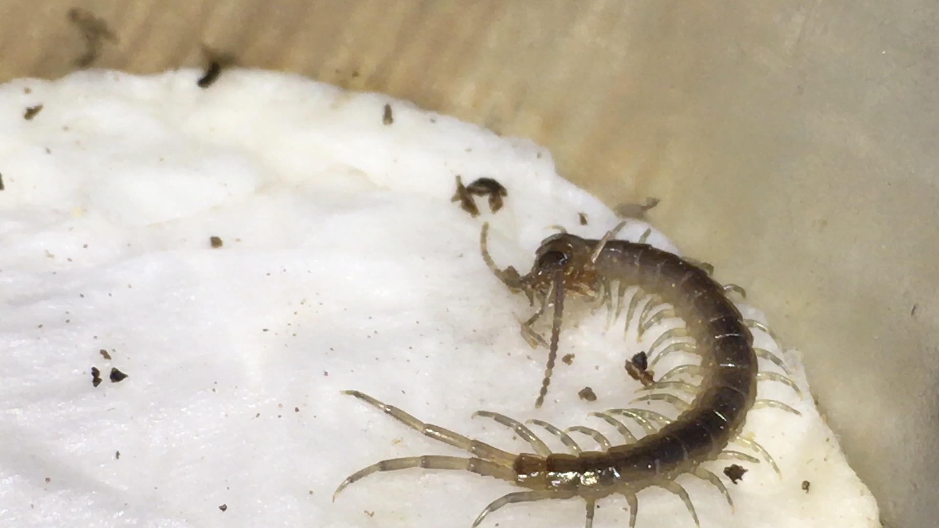 平耳孔蜈蚣苗子沉浸式吃某种小蛾子