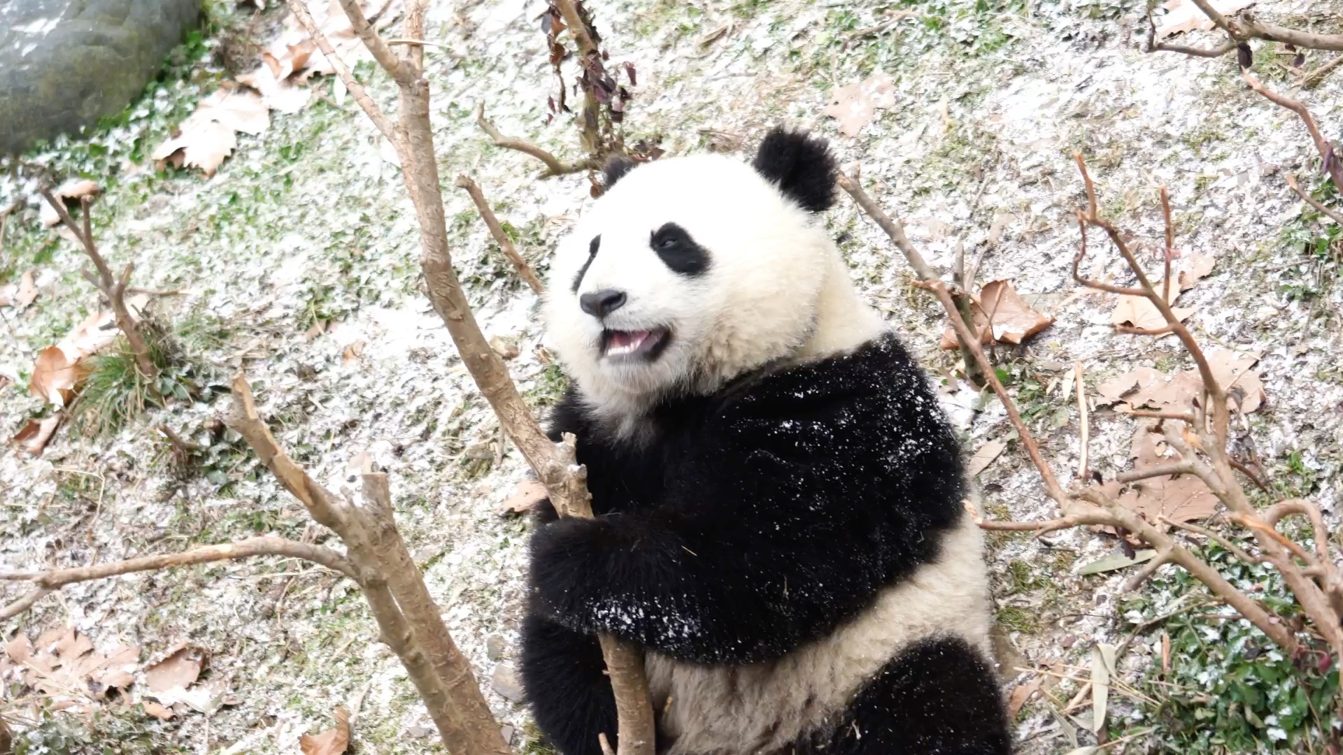 兜兜_哔哩哔哩 (゜-゜)つロ 干杯~-bilibili