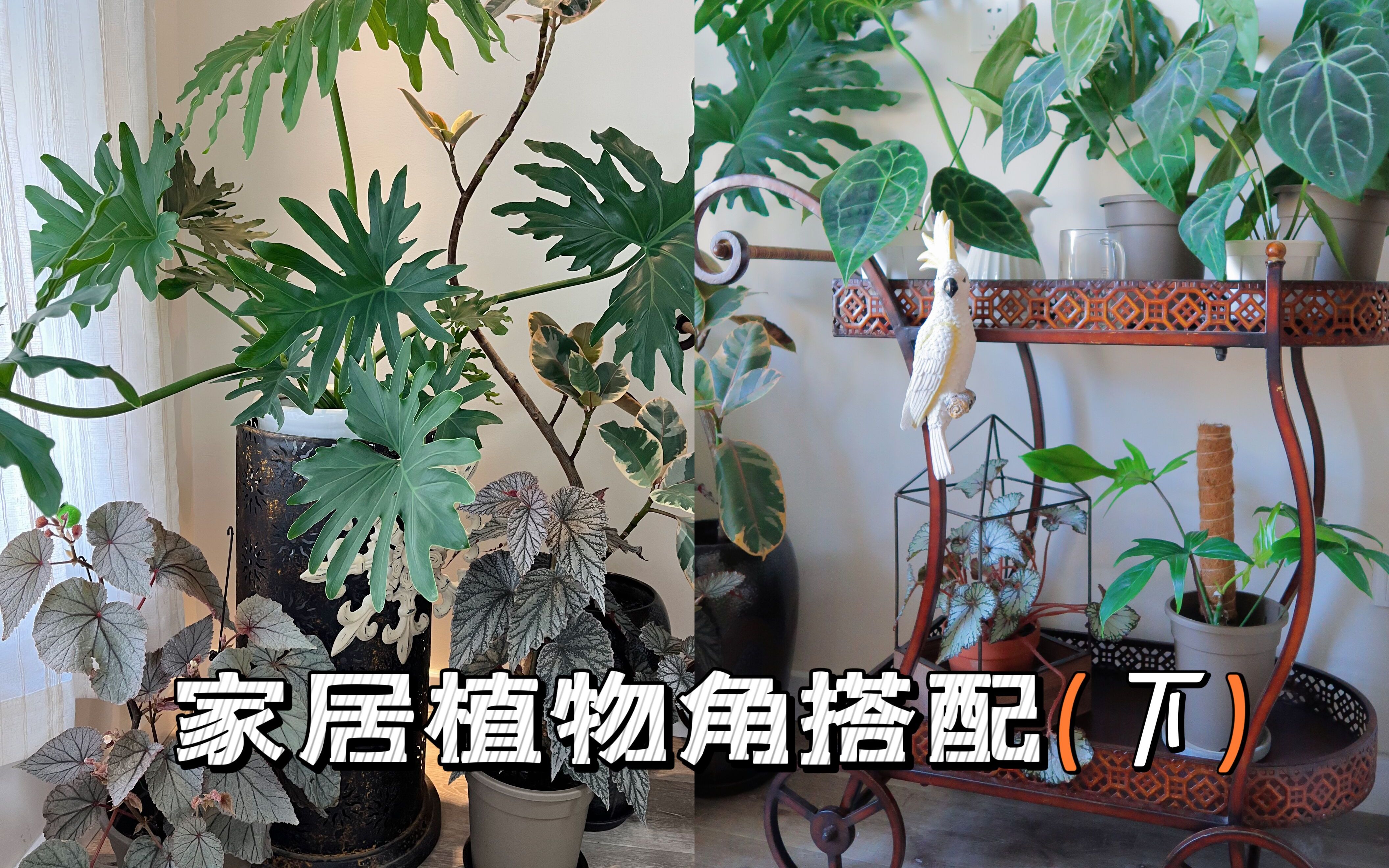 家居氛围感搭配 植物角搭配公式(下集)哔哩哔哩bilibili