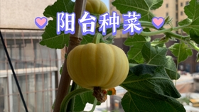 南瓜长花苞了 超开心的 哔哩哔哩 つロ干杯 Bilibili
