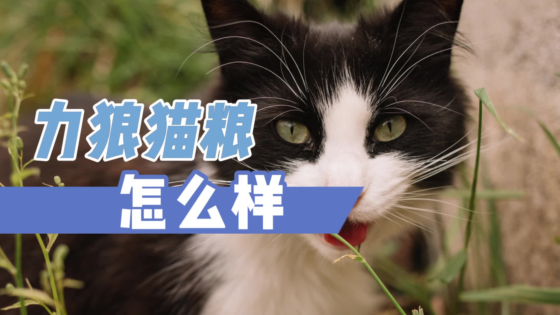 力狼猫粮怎么样哔哩哔哩bilibili