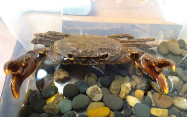 尖叶龙溪蟹捕食泥鳅